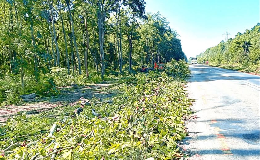 मदन भण्डारी राजमार्ग विस्तारका लागि १३ हजार रुख काटिए