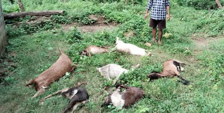 बेलबारीको धार्मिक बनमा स्थानीयका ८ वटा खसी मृत भेटिए